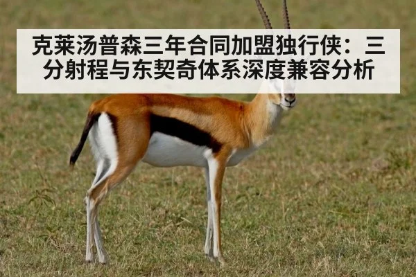 克莱汤普森三年合同加盟独行侠：三分射程与东契奇体系深度兼容分析
